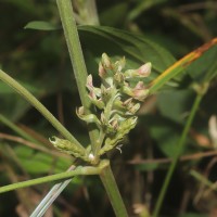 Flemingia macrophylla (Willd.) Kuntze ex Merr.